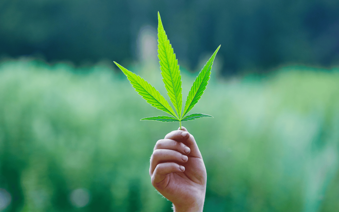 solar cannabis grower holding up cannabis leaf